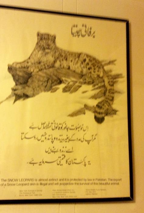 Snow Leopard New York Zoological Poster