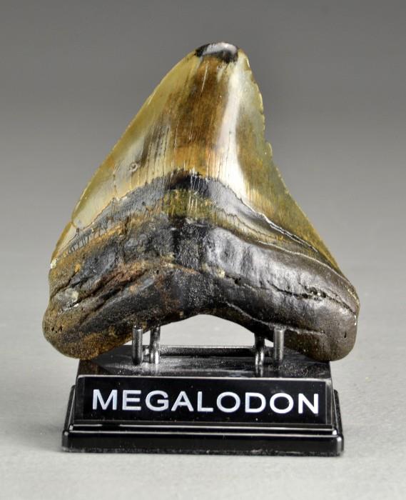 17.	Megalodon Fossilized Shark Tooth