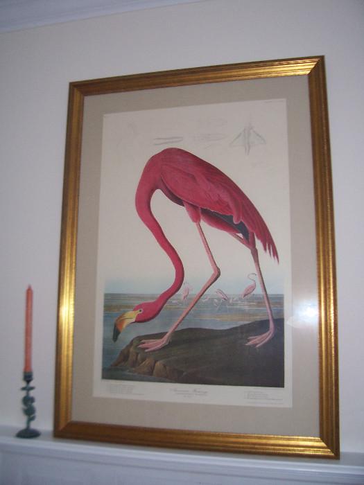 Audubon Print $395