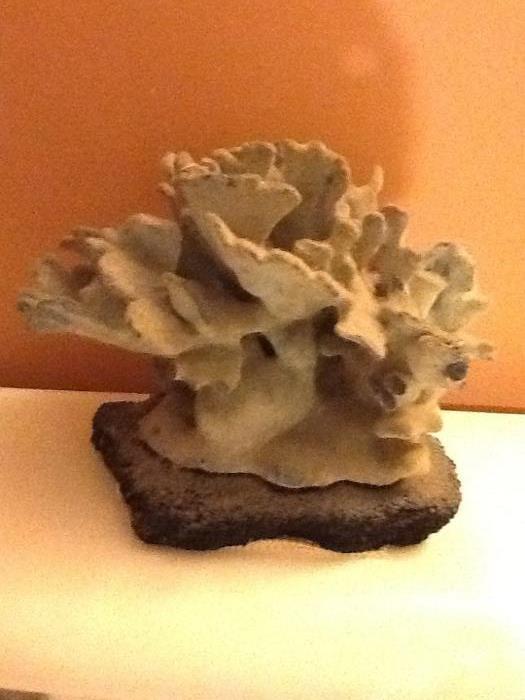coral - excellent condition - several more coral pieces available
