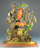 29. Mounted Australian Bird Aviarium Taxidermy Display