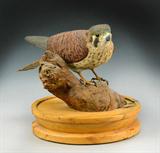 65. Paul Rhinesmith Hand-carved Wooden Kestrel