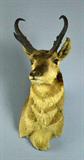73. Pronghorn Antelope Head Taxidermy Mount