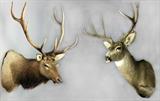 55. Collection of Taxidermy Mounts