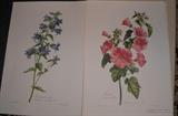 Beautiful old Flower Prints
