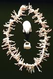 Angel-skin Coral Necklace, Walrus Tusk Figurine, Old Ivory Ring