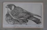 Peregrine falcon art