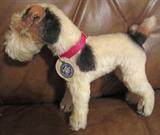 Steiff FoxTerrier great condition German tag as well! Bargain priced at $200.