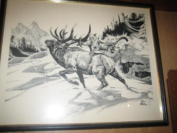 Bill O'Neill Framed print Bull elk attacked by Mountain Lions