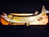 fish mounts