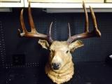 deer mount