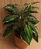 Silk plant in bathroom.