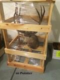 10 Pointer Deer Mount