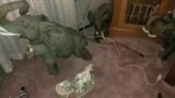 many elephant figurines