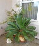 Potted plants:  sago and palm