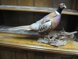 Taxidermy Pheasant