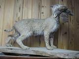 Taxidermy Bobcat