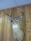 Taxidermy Deer Head