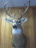 Taxidermy Deer Head