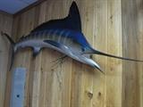 Taxidermy Blue Marlin