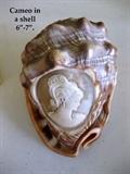 Cameo Shell