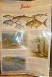 Large "Jacks" Saltwater Fish Poster
