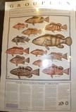 Large "Groupers" Saltwater Fish Poster