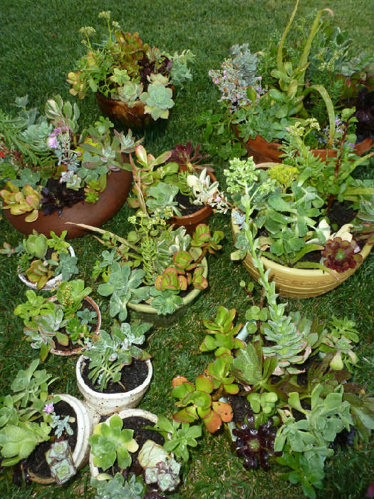 Great succulent planters - Mother's Day gift idea!