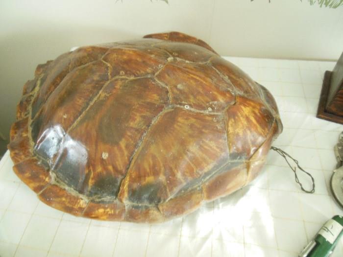 Real Turtle shell