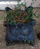 Cast Iron Planter
