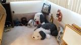 sheep dogs