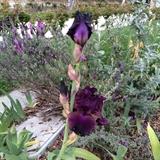 The Iris' are just starting to bloom