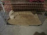 DOG CRATE