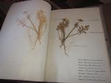Herbarium book