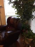                      Burgundy recliner; ficus