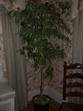 silk plant $20