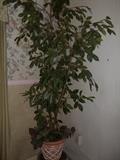 plant in pot $25