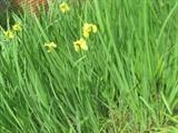 YELLOW IRIS PLANTS