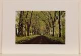Famous "Tree Tunnel" in Kauai. A hand colored print signed by Diane Ferry. Unframed 12.5 x 18". This is an unusual pre Hurricane Eniki image.