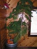10 foot live evergreen tree