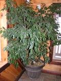 7 foot live Ficus tree
