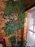 10 foot live Ficus tree