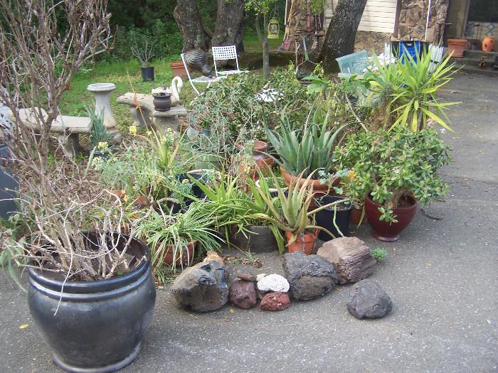 HUGE COLLECTION OF POTTED PLANTS - SUCCULENTS; CACTUS; COLLECTION OF DIFFERENT ROCKS COLLECTED FROM ALL OVER THE UNITED STATES INCLUDING PETRIFIED WOOD; SERPENTINE; TURQUOISE, ETC.