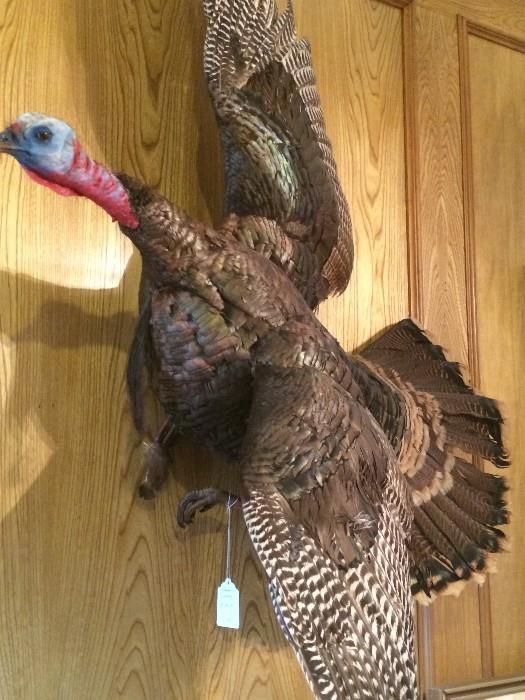     Mounted wild turkey shot by the home owner