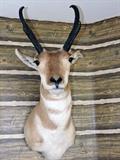 Antelope Head