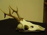 BLACK FOREST TAXIDERMY