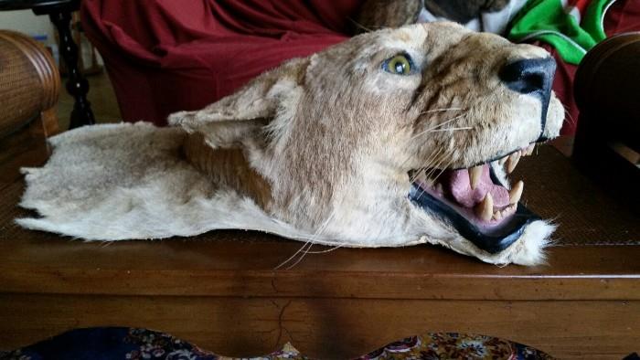 Mounted Lioness Head