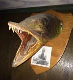 One ugly taxidermy