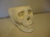 plaster Skull pot