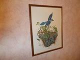 The Blue Jay - Sallie Ellington Middleton - Framed Print 